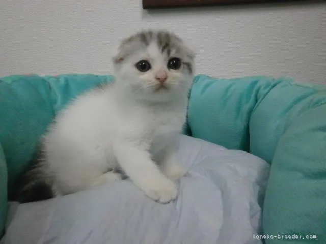 ID：1606-00074の子猫