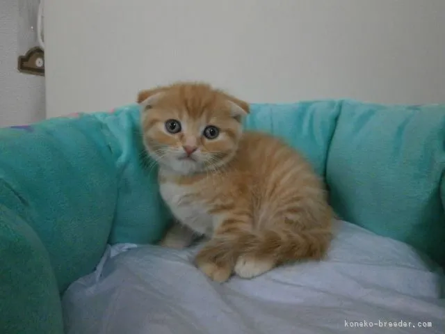 ID:1607-00952の子猫