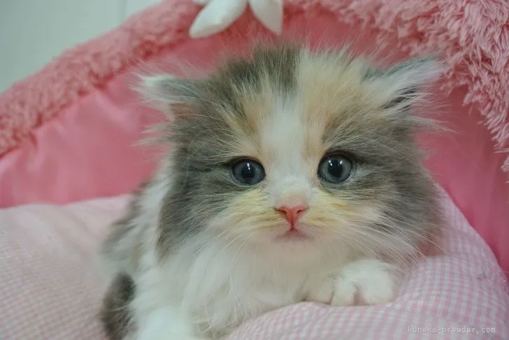 ID：2201-00879の子猫