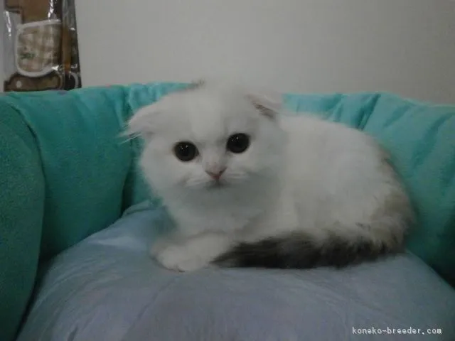 ID:1607-00085の子猫