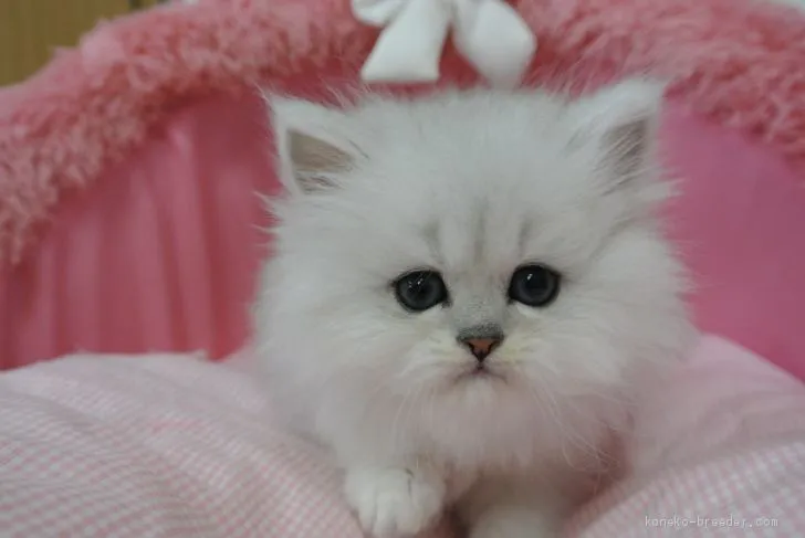 ID：2004-00177の子猫