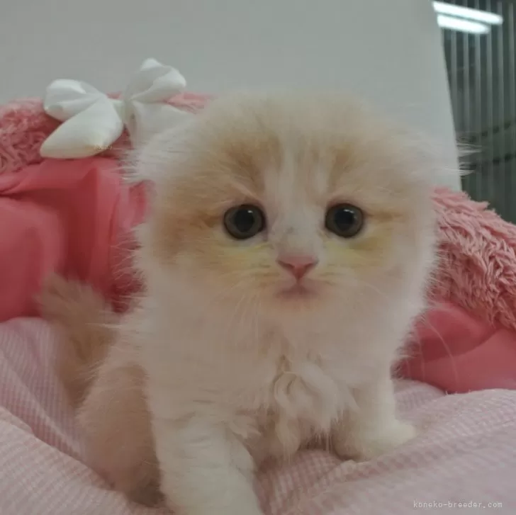 ID:2410-01326の子猫