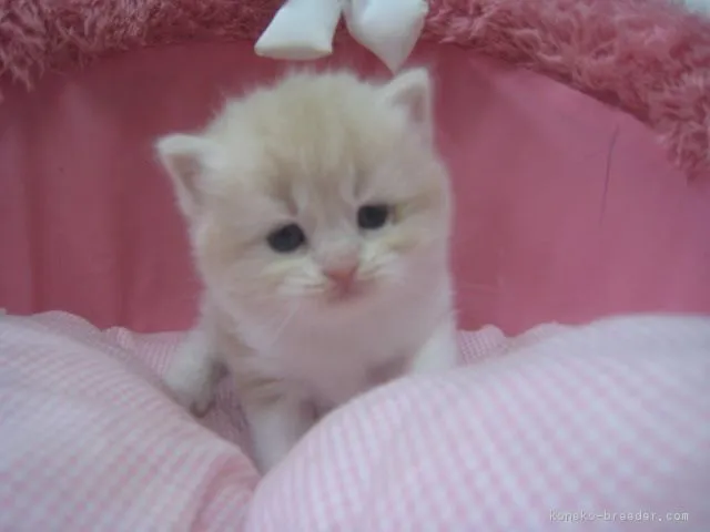 ID：1810-01176の子猫