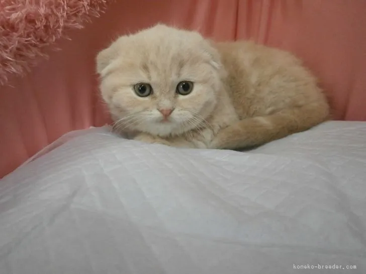 ID：1701-00137の子猫