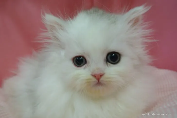 ID：2101-00352の子猫