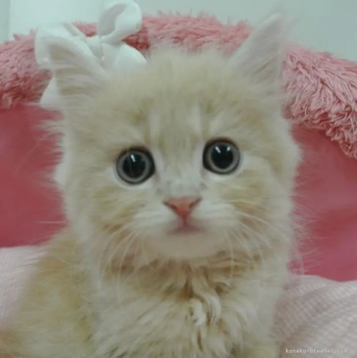 ID：2208-00612の子猫