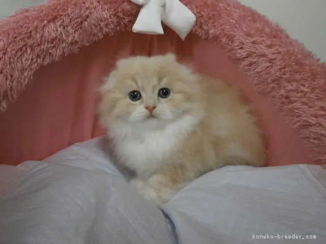 ID:1611-00493の子猫