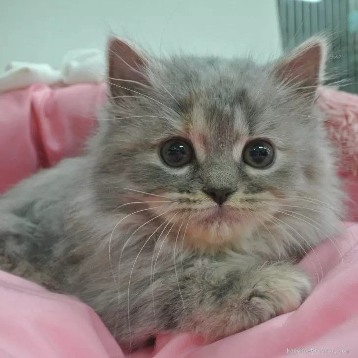 おおちゃん 様のお迎えした子猫