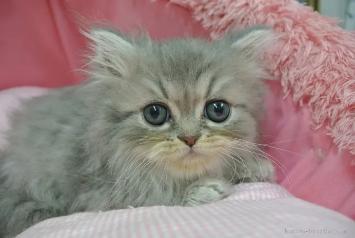 ID：2205-01465の子猫