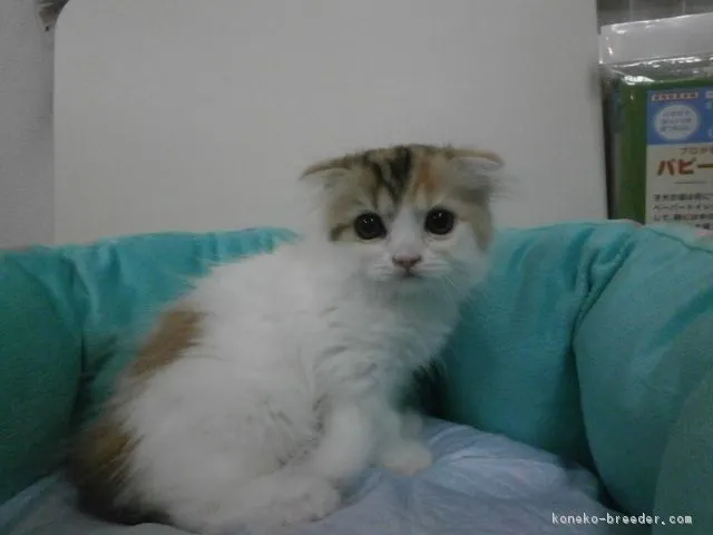 ID：1607-00390の子猫