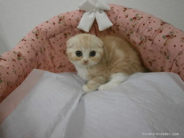 ID:1510-00615の子猫