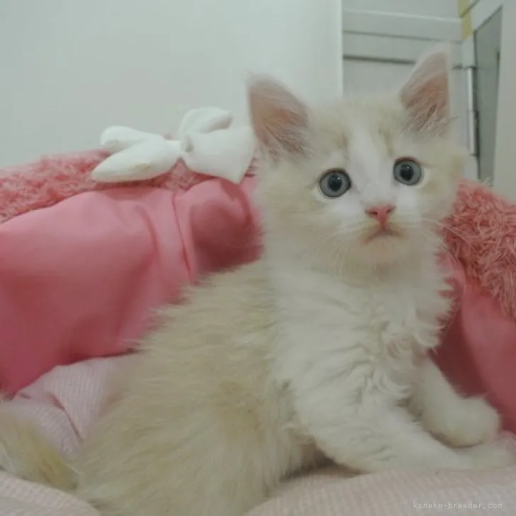 ID：2308-01840の子猫