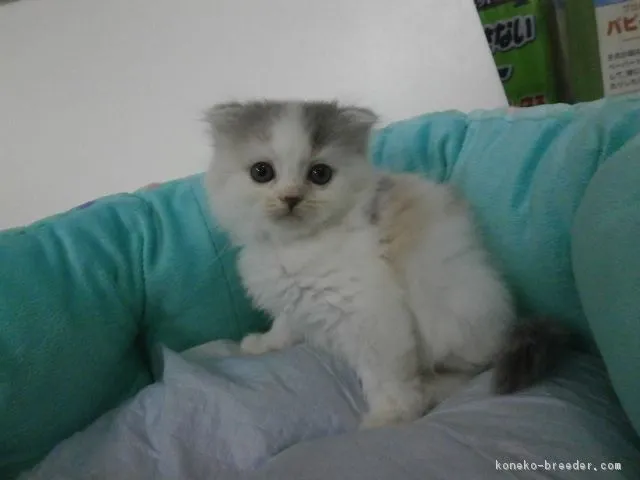 ID：1607-00962の子猫