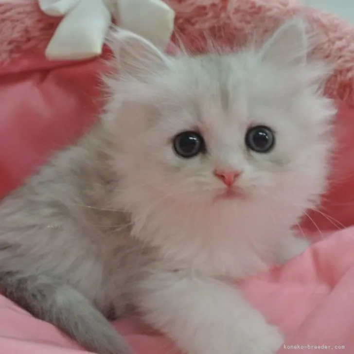 M.H 様のお迎えした子猫