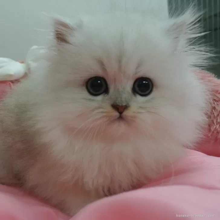 M.M 様のお迎えした子猫