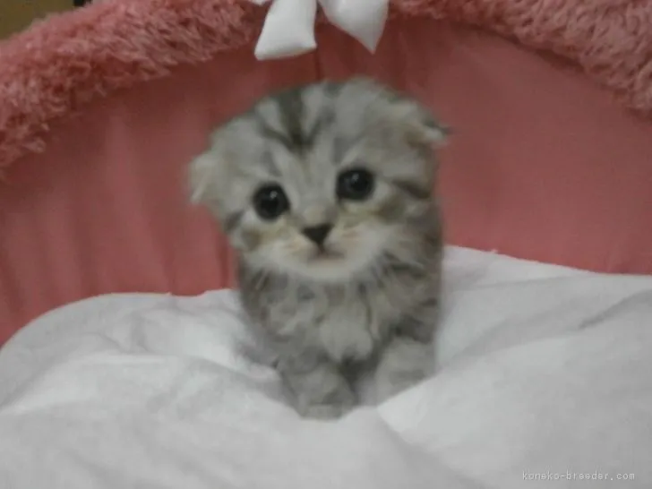 ID：1711-01215の子猫