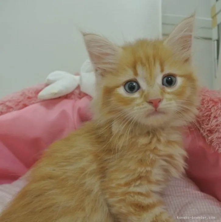 ID:2308-01475の子猫