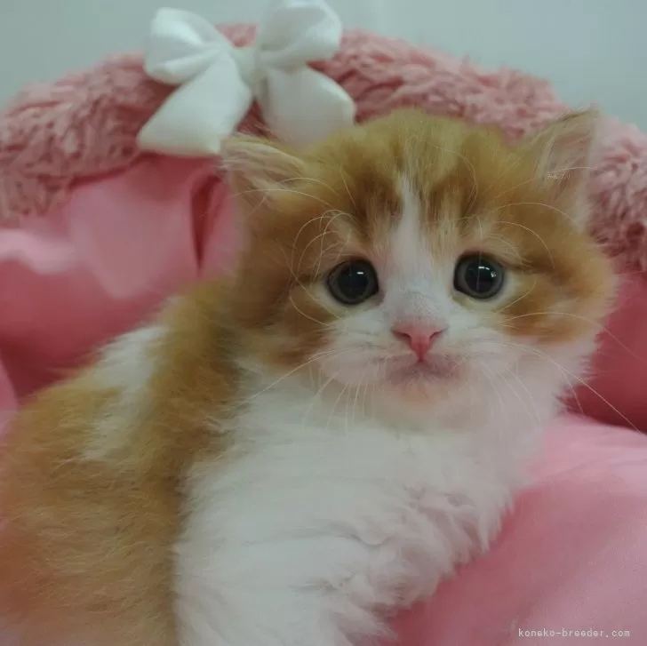 キキ 様のお迎えした子猫