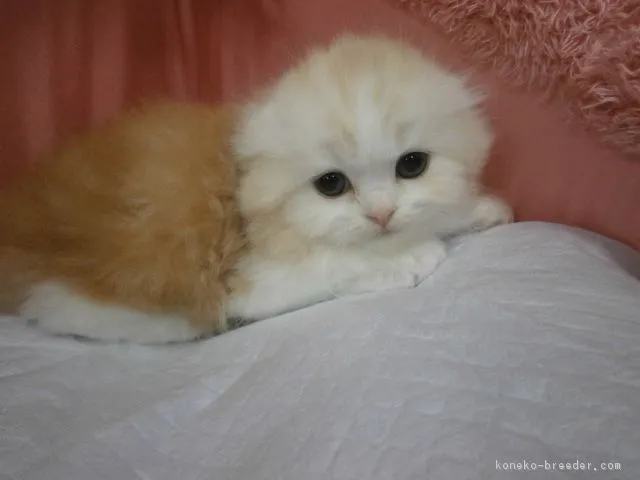 ID：1611-00963の子猫