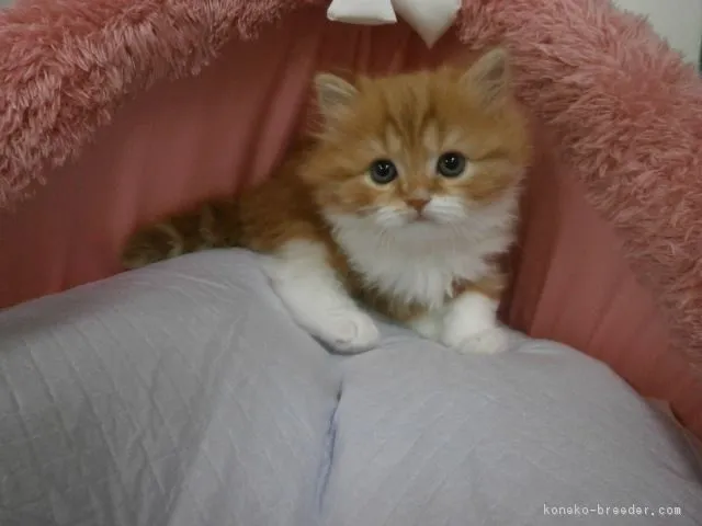 ID：1611-00396の子猫
