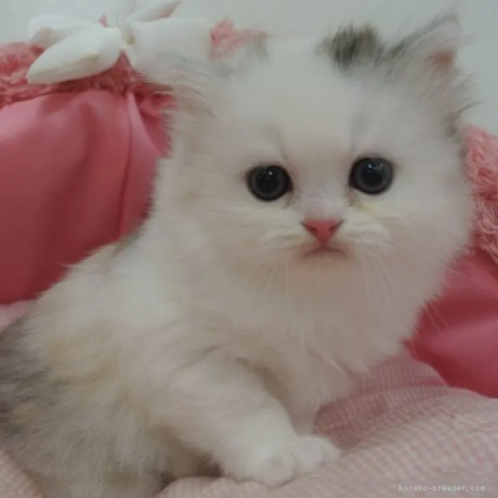ID：2305-03300の子猫
