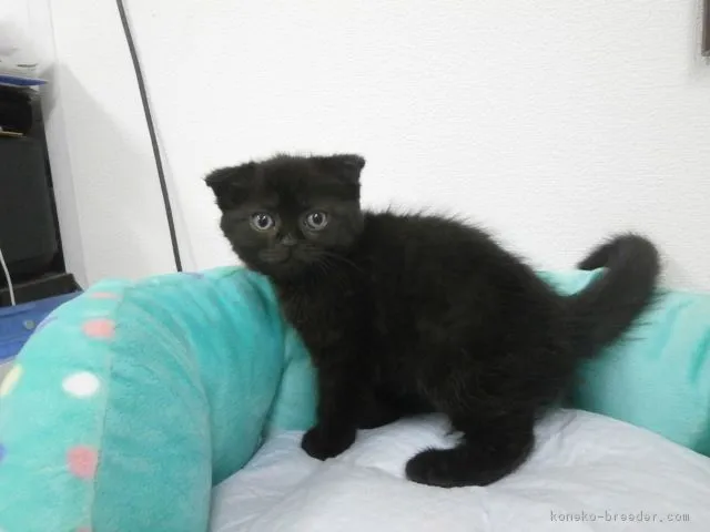 ID:1605-00525の子猫
