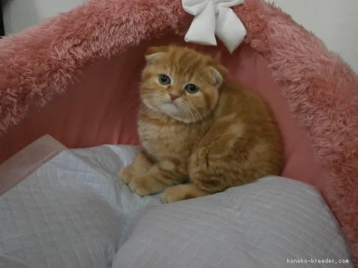 ID:1612-00753の子猫