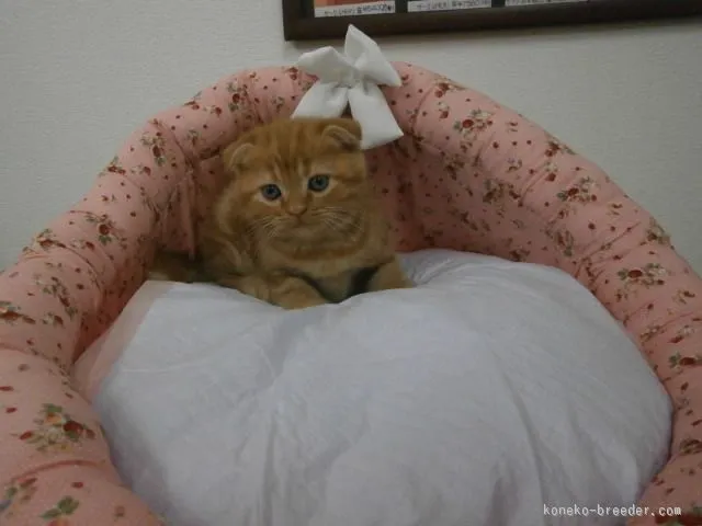 ID:1511-00387の子猫