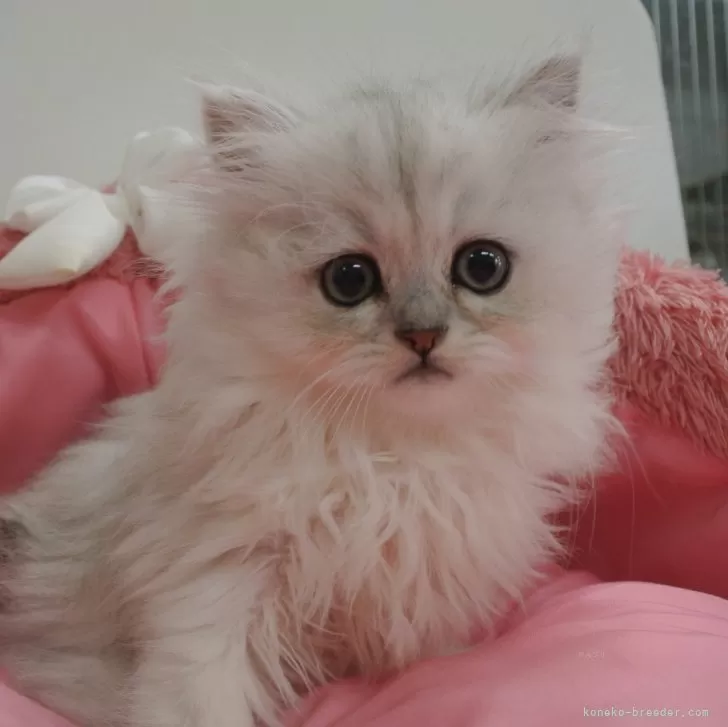 ID：2312-02332の子猫