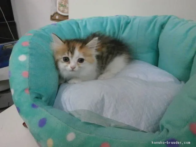 ID:1606-00755の子猫