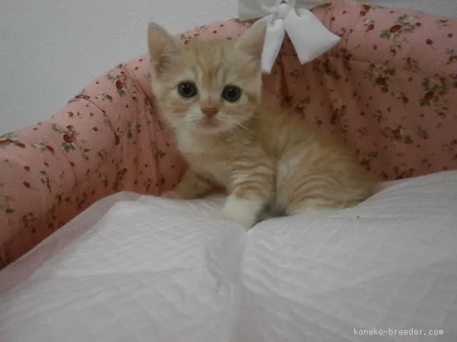 ID：1508-00442の子猫