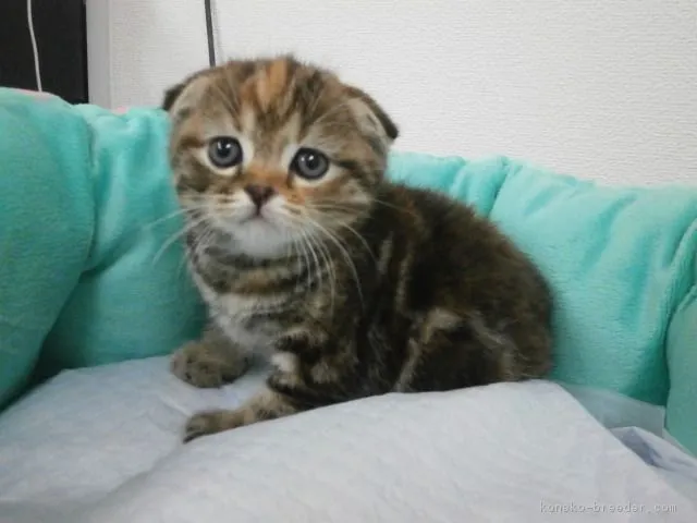 ID:1606-00162の子猫