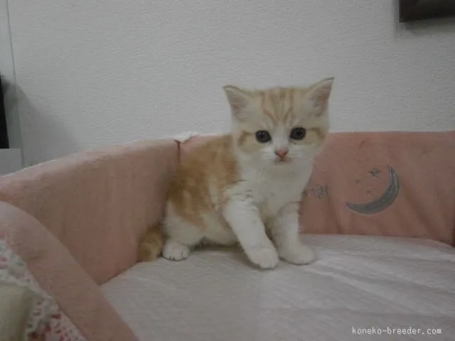 ID:1507-00391の子猫