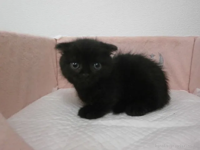 ID:1507-00513の子猫