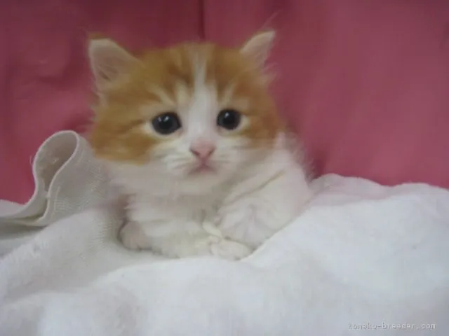 ID：1805-01550の子猫