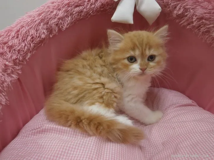 ID：1709-00395の子猫