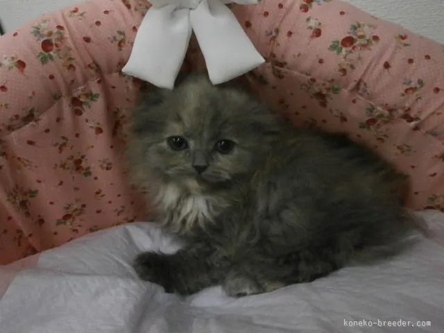 ID:1512-00091の子猫