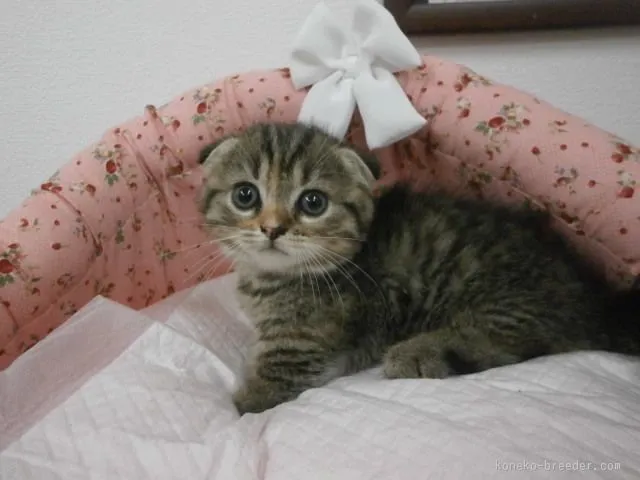 ID：1507-00320の子猫