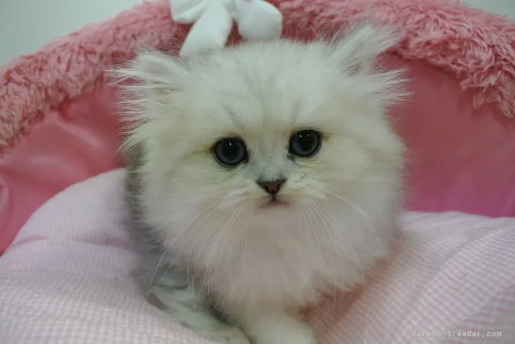 ID：2110-01930の子猫