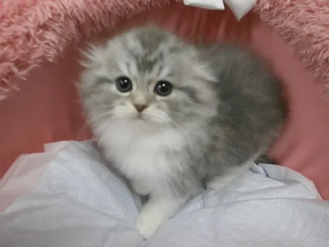 ID：1612-00110の子猫