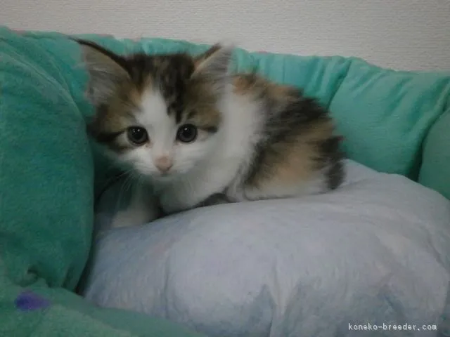 ID：1606-00130の子猫