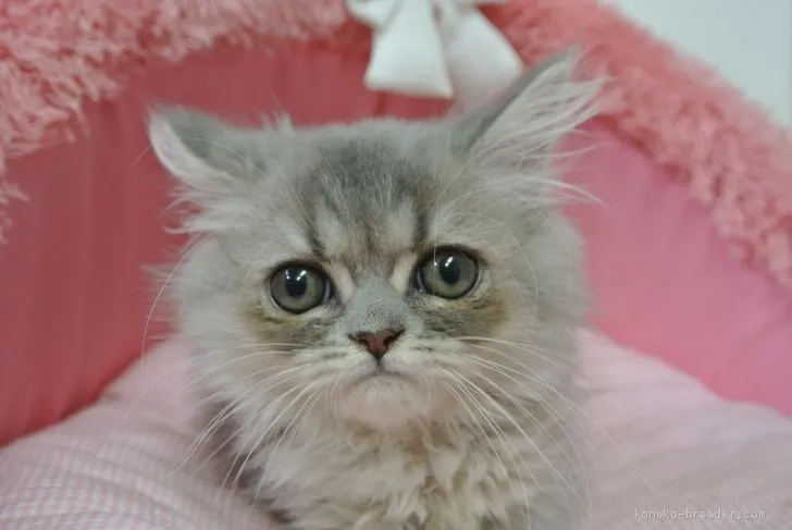 ID：2006-01239の子猫