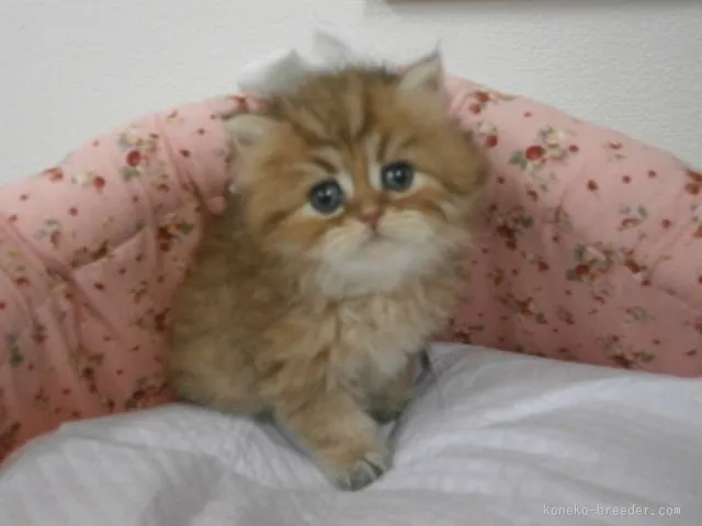 ID:1512-00137の子猫