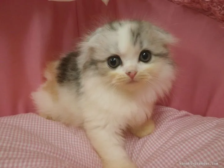 ID：1709-00545の子猫