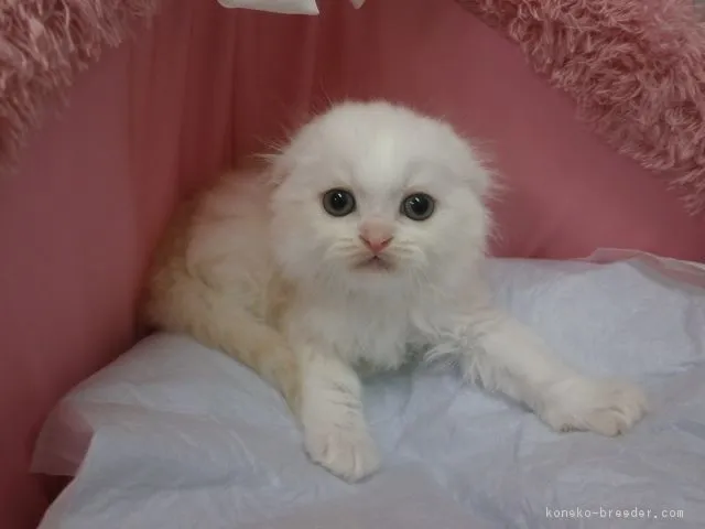 ID:1611-00701の子猫