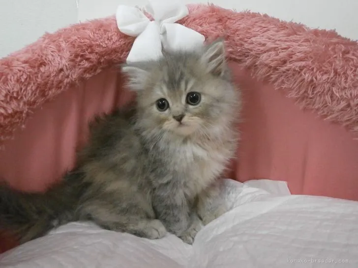 ID：1705-00267の子猫