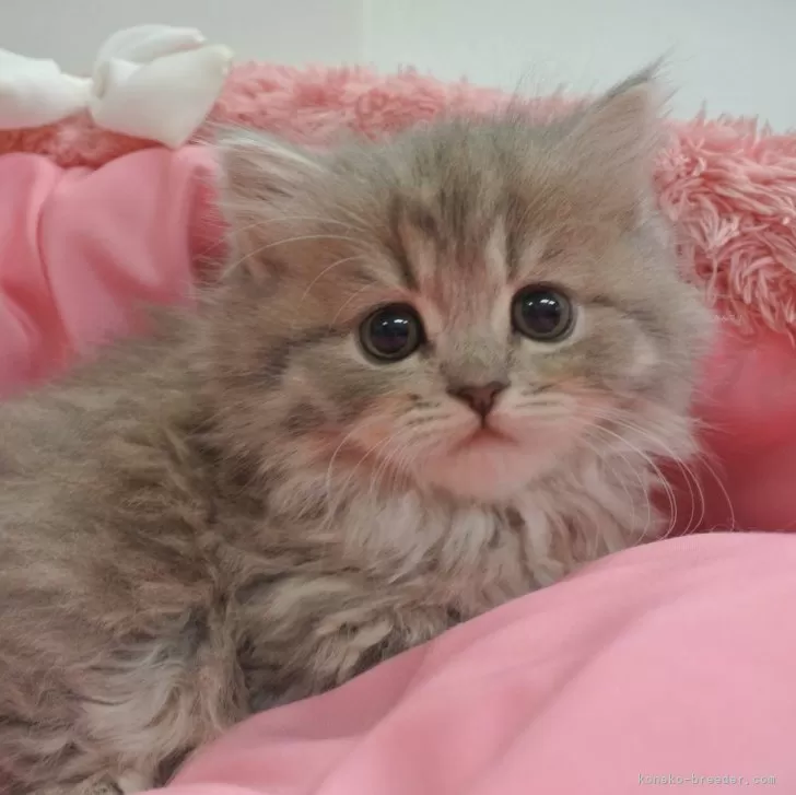 テツ 様のお迎えした子猫