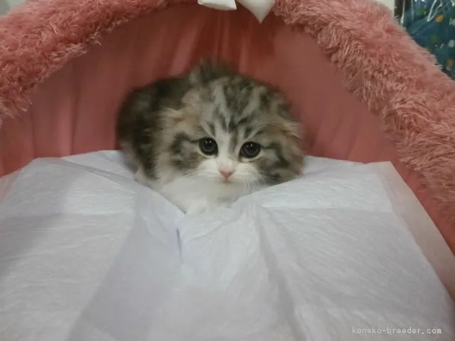 ID：1611-00962の子猫