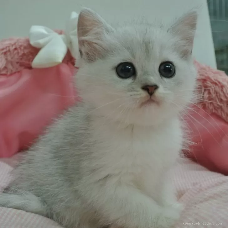 ID：2410-02693の子猫