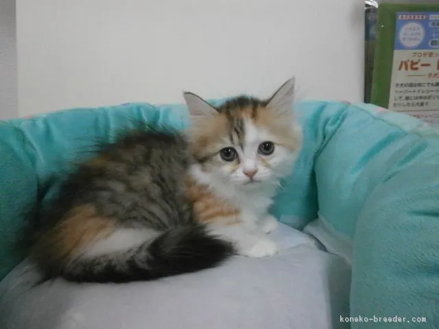 ID:1607-00389の子猫